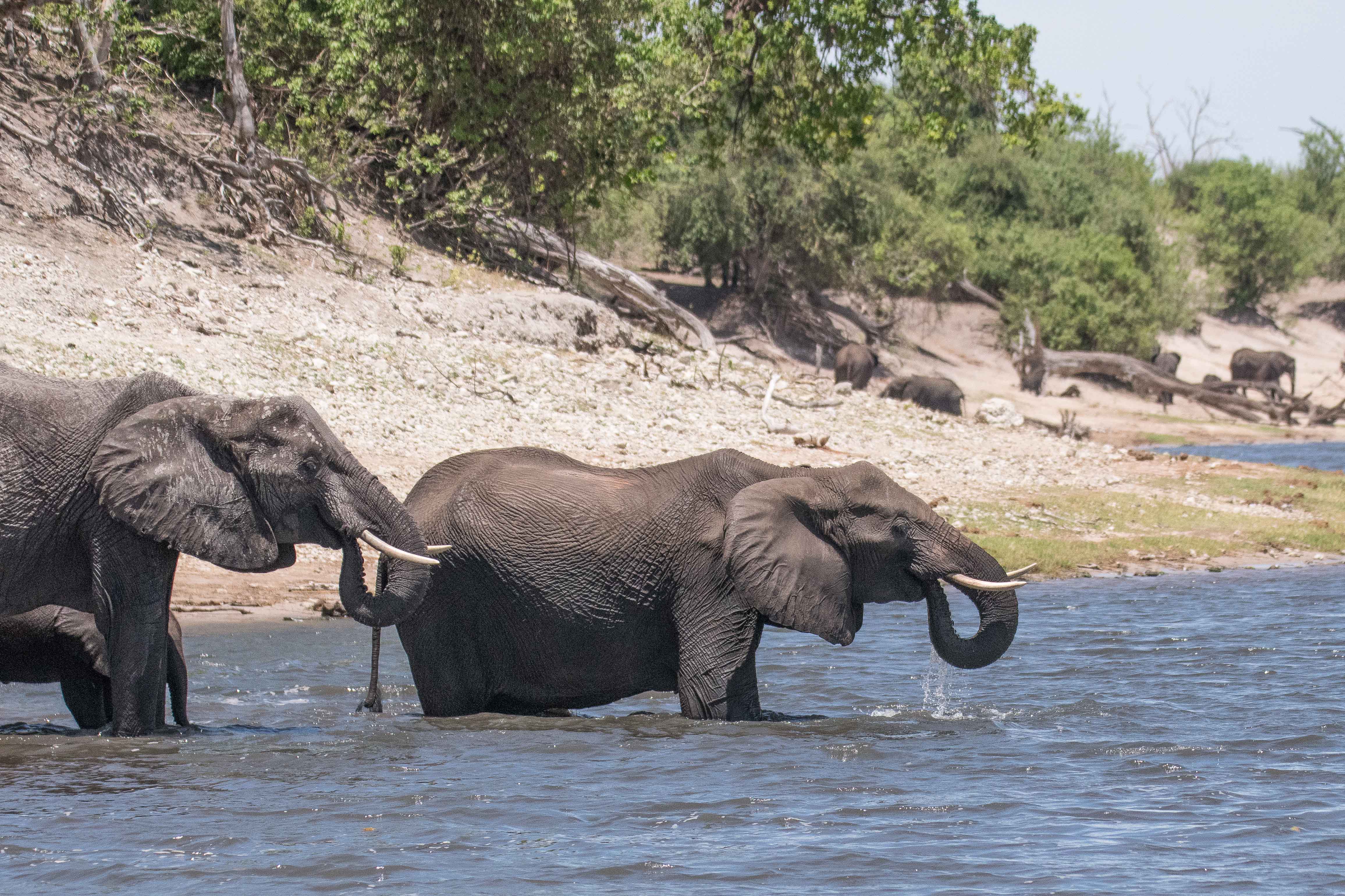 Eléphants de savane d'Afrique (African bush elephant, Loxodonta africana), femelles adultes se désaltérant dans la rivière Chobe, Chobe National Park, Botswana.